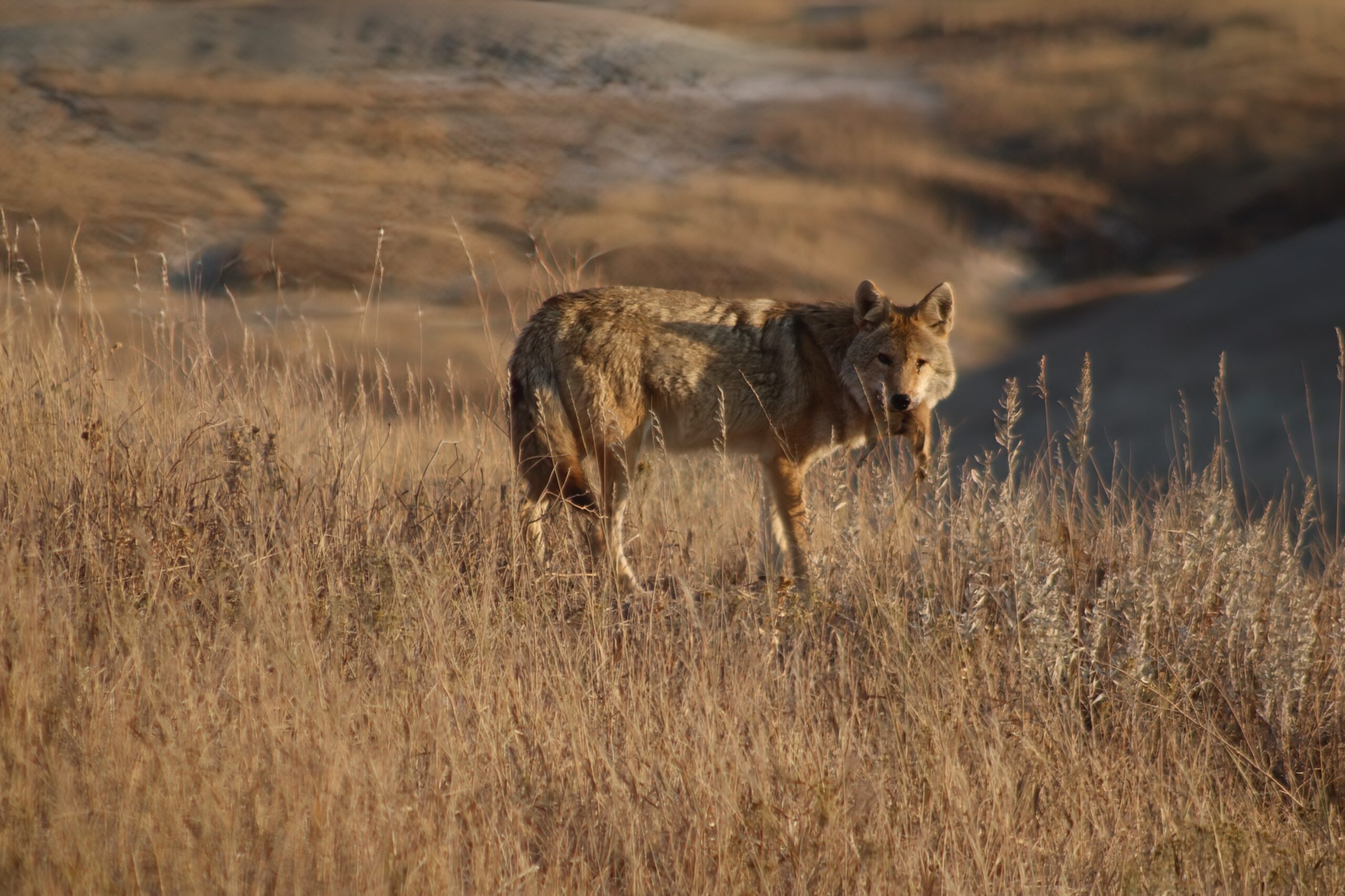 BADLANDS TOUR COMPANY | PRIVATE GUIDED BADLANDS TOURS 6 About badlands tour company